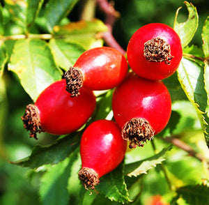 玫瑰果油  Rosehip OIl