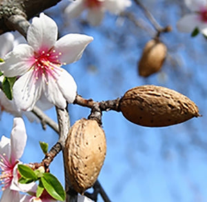 甜杏仁油 Almond Sweet Oil