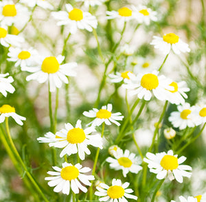 德國洋甘菊 German Chamomile