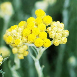 義大利酮永久花  HELICHRYSUM