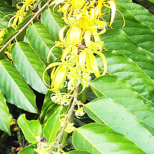 依蘭依蘭 YLANG YLANG