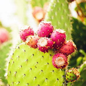 仙人掌油 PRICKLY PEAR OIL