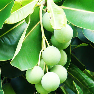 瓊崖海棠油 Tamanu Oil